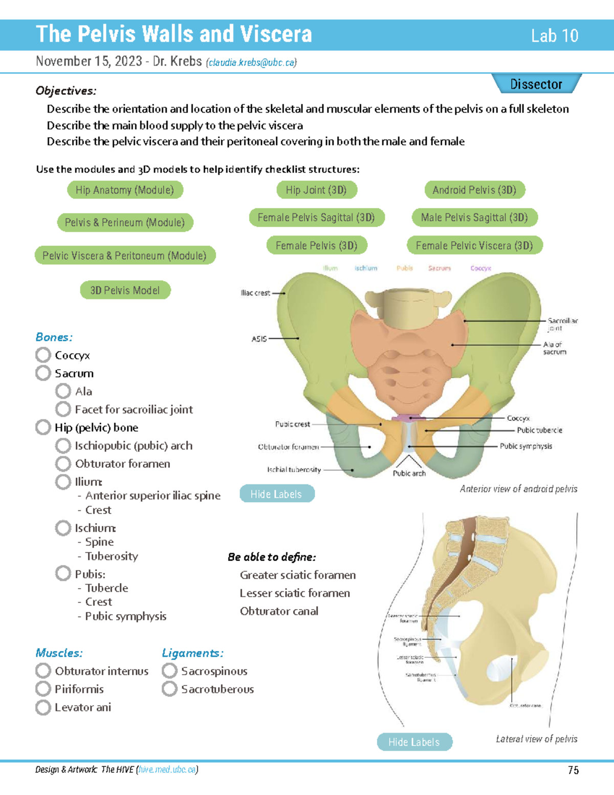 411Lab10 - Pelvis Walls and Viscera Dissection Notes - Studocu