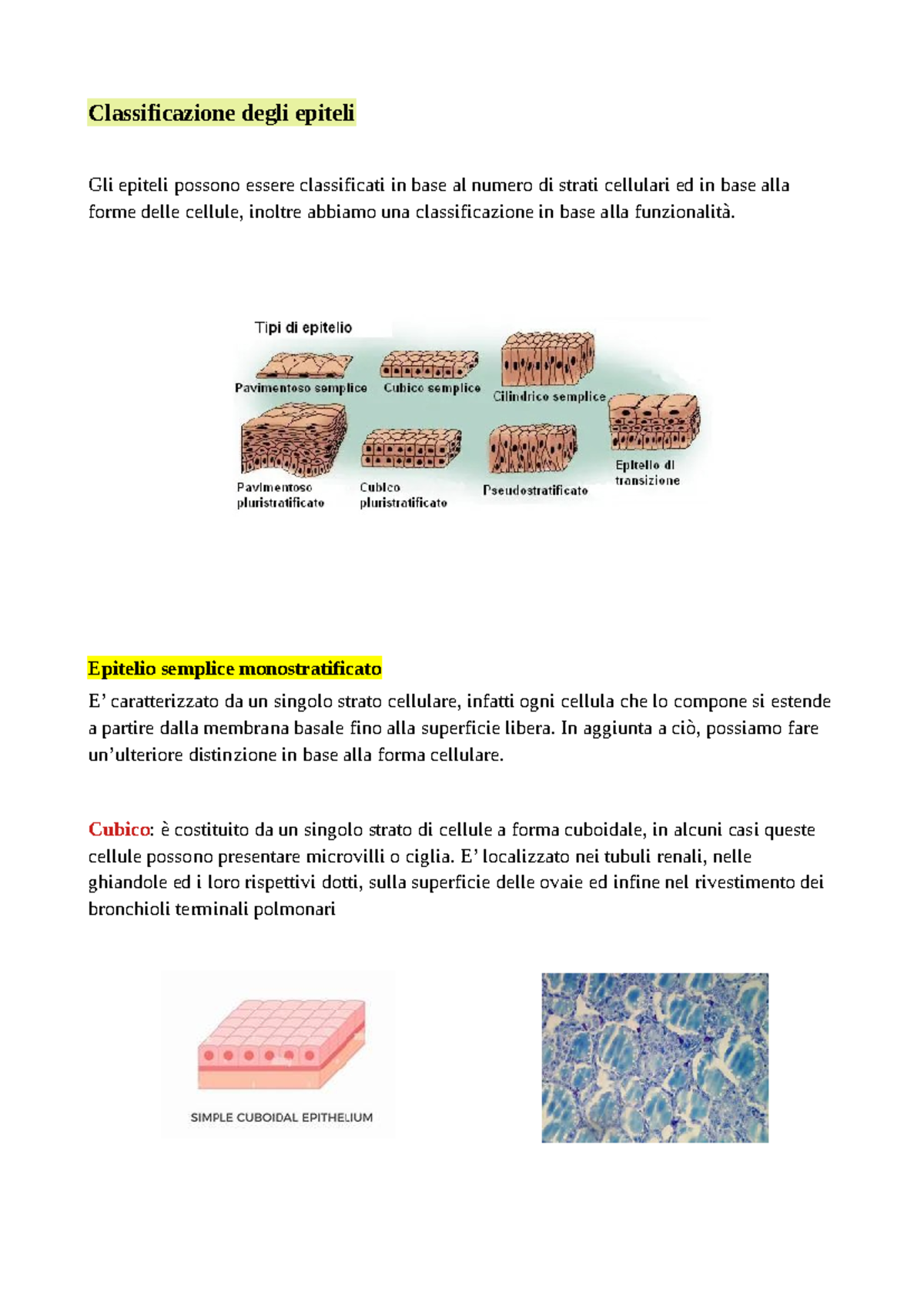 Classificazione degli Epiteli e Tessuti Connettivi - Elaborato Chimica -  Studocu
