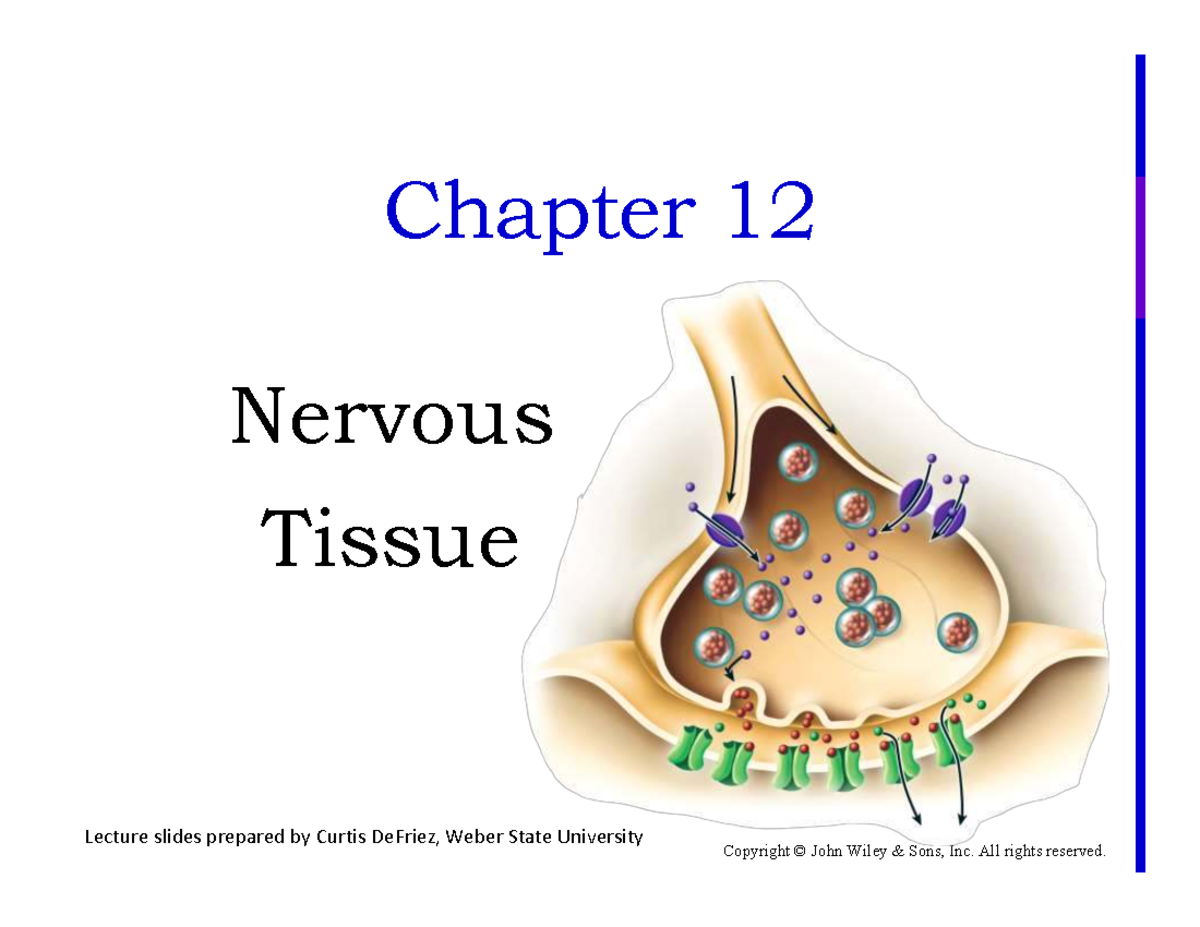 Nervous Tissue Lecture Slides (BIOL 1010) - Chapter 12 Overview - Studocu