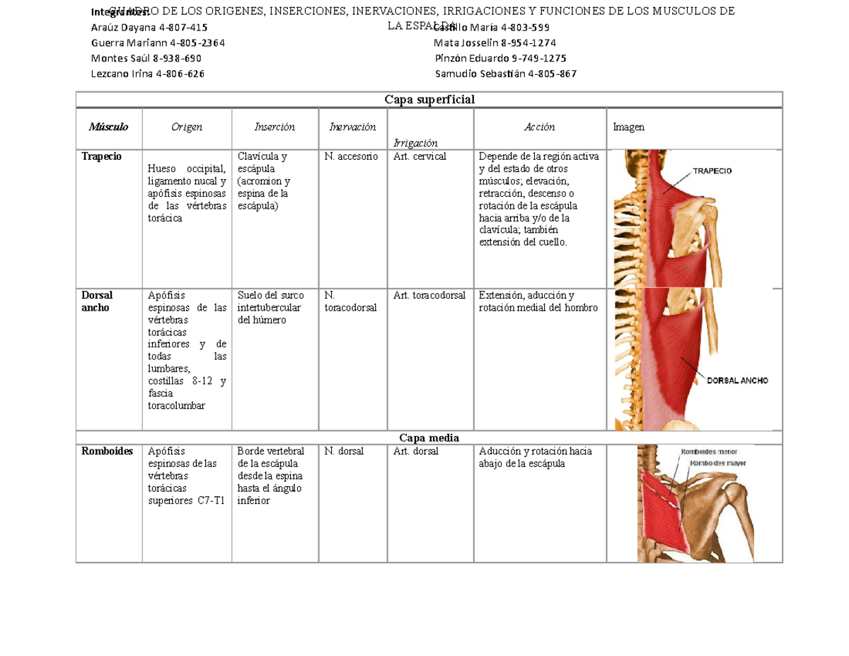 Músculos de la Espalda: Orígenes, Inserciones e Inervaciones - Studocu, image size:1200x927