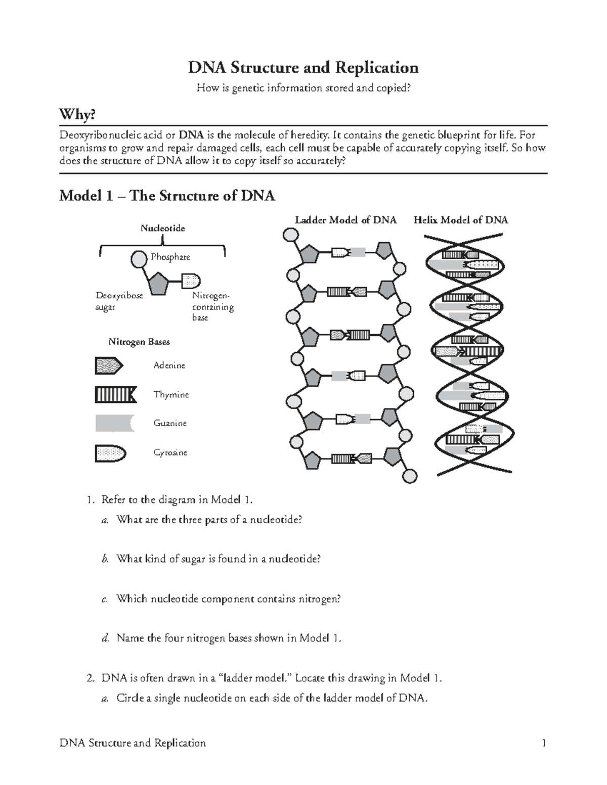 18 DNA Structure and Replication Study Guide - Studocu