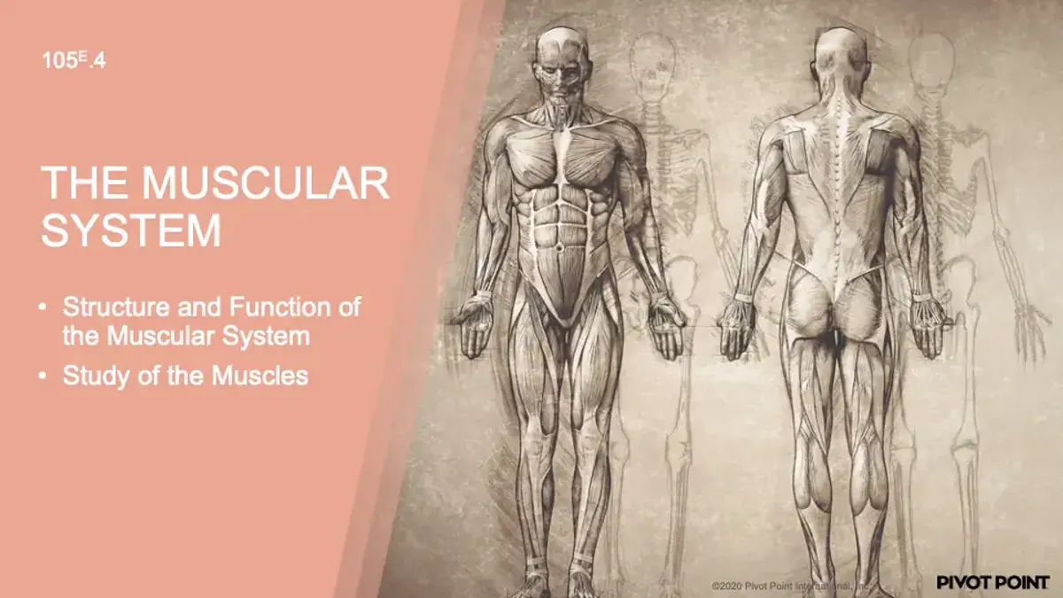 105E 04 Muscular System Study Notes and Slides - Studocu