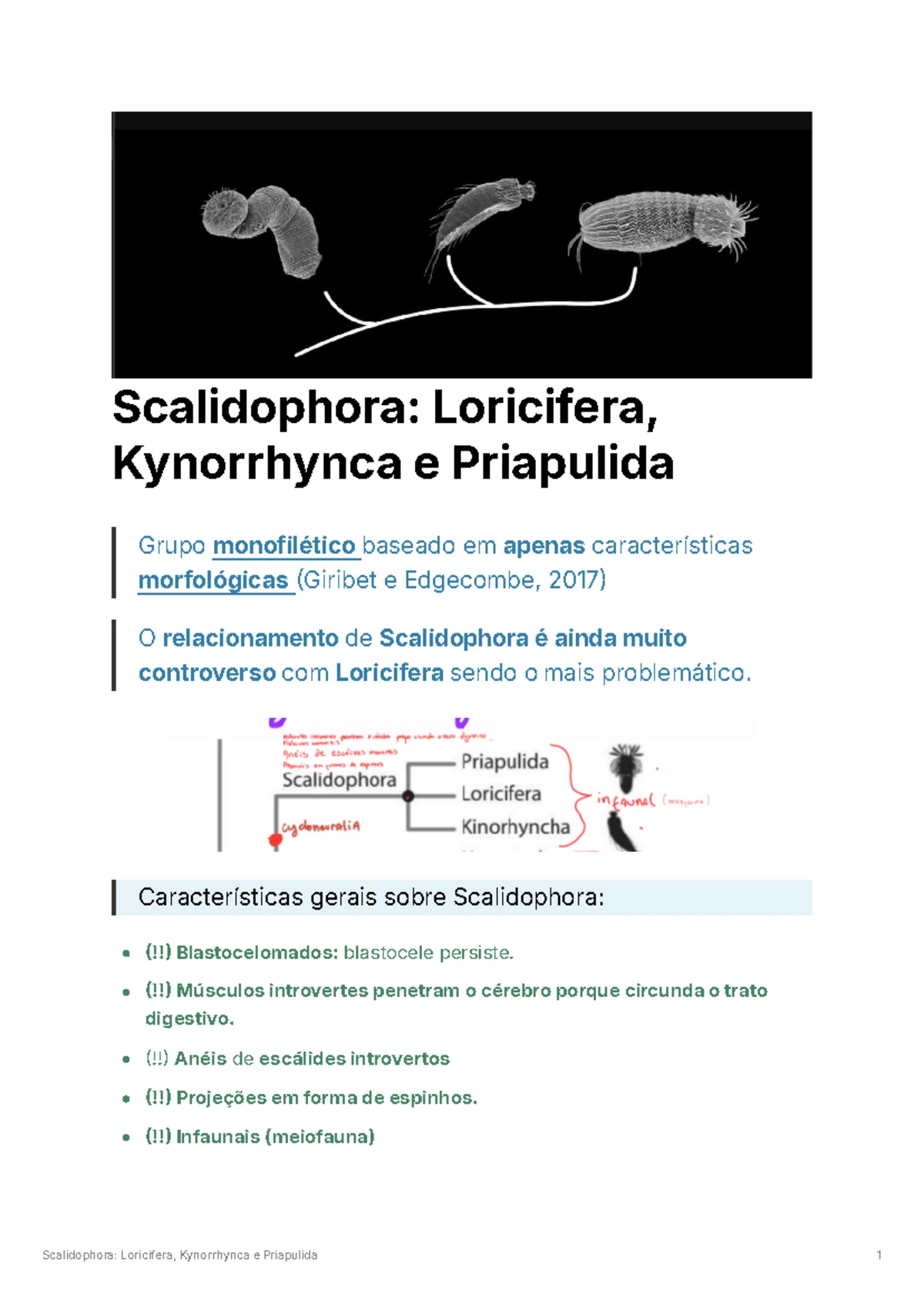 Scalidophora Loricifera, Kynarhyncha e Priapulida 250104 113102 ...