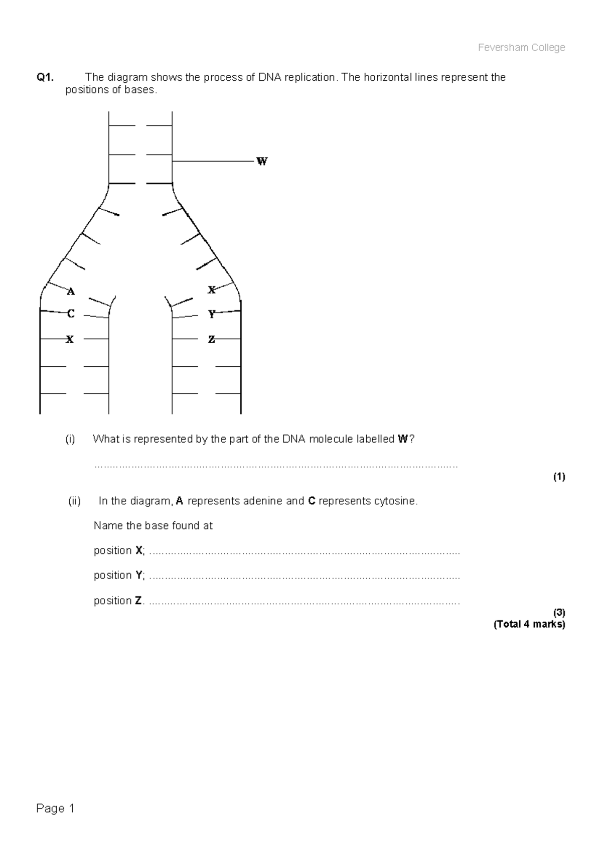 DNA Replication Exam Questions - Coursename 101 - Studocu