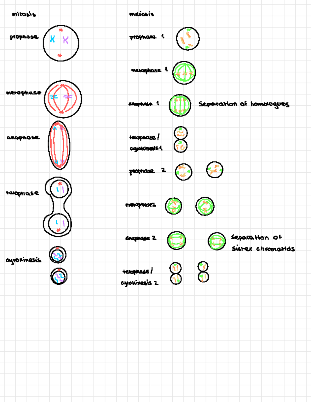 Drawing Practice - chem - CHEM1040 - ####### mitosis meiosis prophase X ...