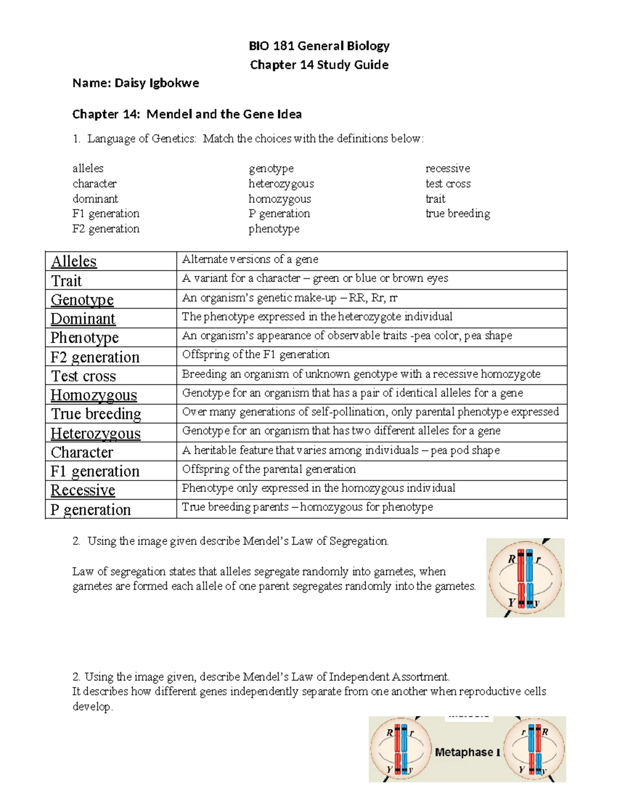 BIO 181 Chapter 16 Study Guide: The Molecular Basis of Inheritance F23 ...