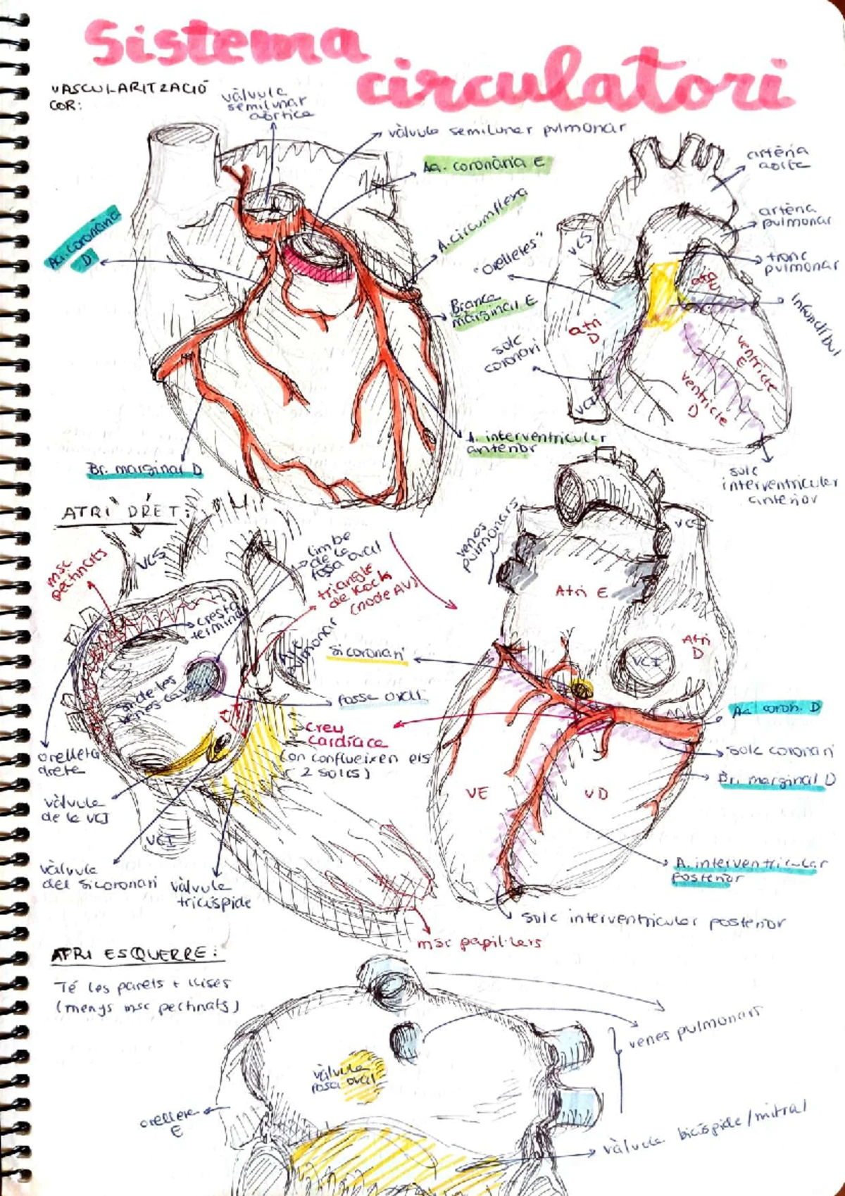 Histo del Sistema Circulatori: Arteries & Endothelial Structures - Studocu