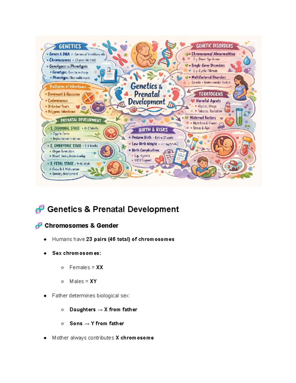 W4 - Genetics & Prenatal Development: Key Insights on Sex & Drug Impact ...