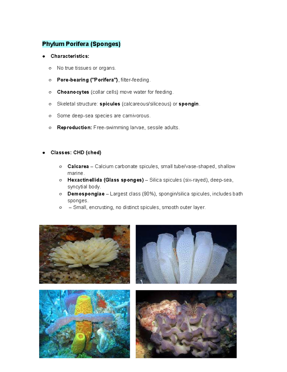 Lectures 2-7 Summary: Phyla Porifera, Cnidaria, Mollusca, and ...
