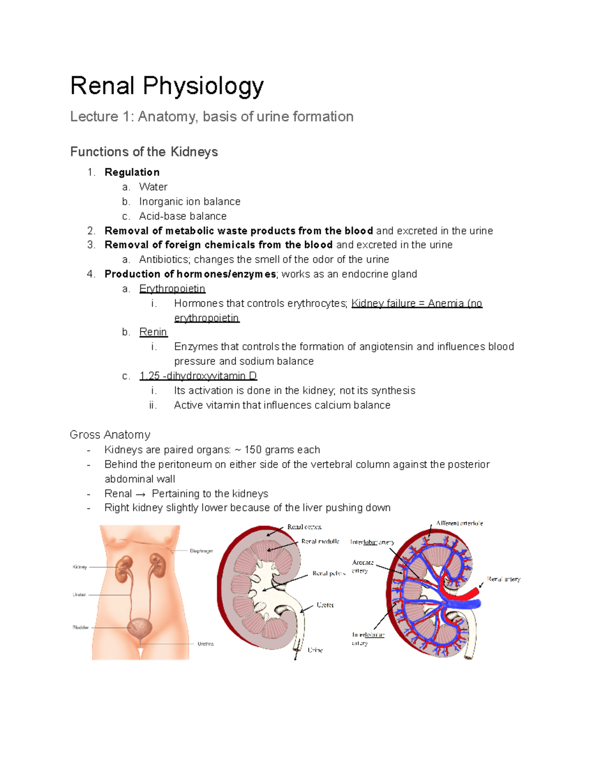 Renal System (BIO 101) - Comprehensive Lecture Summary Notes - Studocu