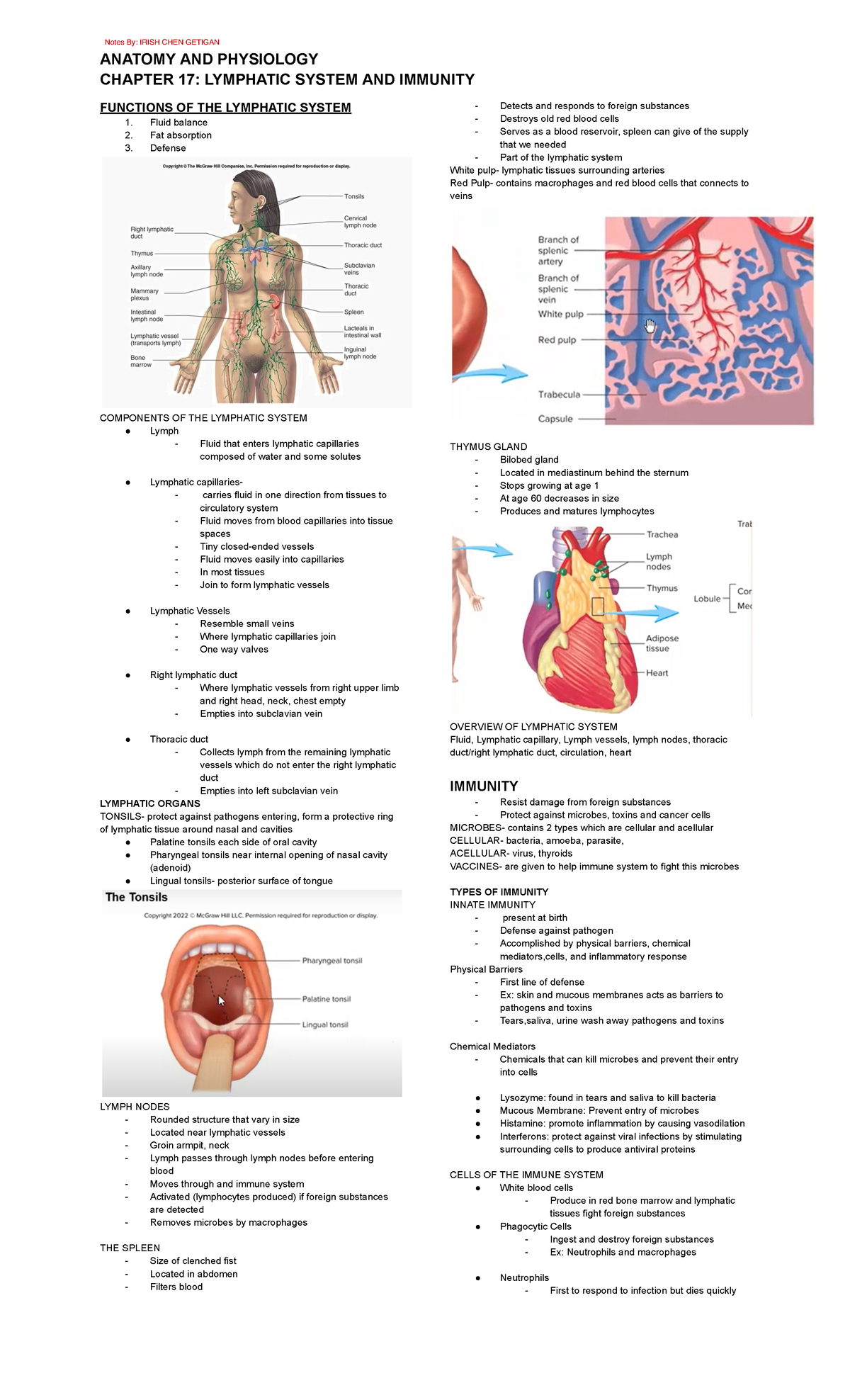 Chapter 17: Lymphatic System and Immunity Overview - A&P Notes - Studocu