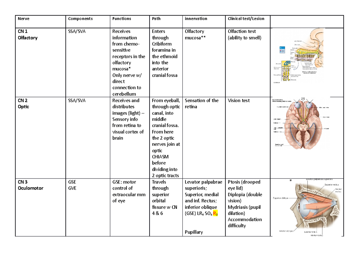 Cranial Nerve - Nerve Components Functions Path innervation Clinical ...