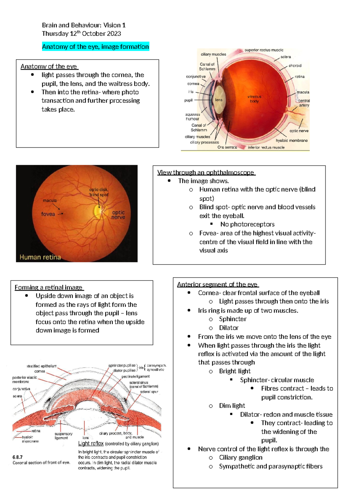 BIOL 101: Brain and Behavior - Vision Anatomy and Phototransduction ...