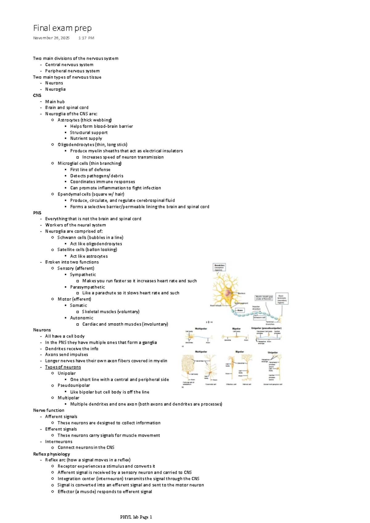 Final Exam Prep: Nervous System Overview for PHYL 101 - Studocu