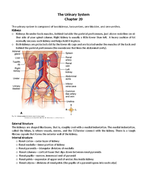 BIOL 40 - QC CUNY - Anatomy And Physiology I - Studocu