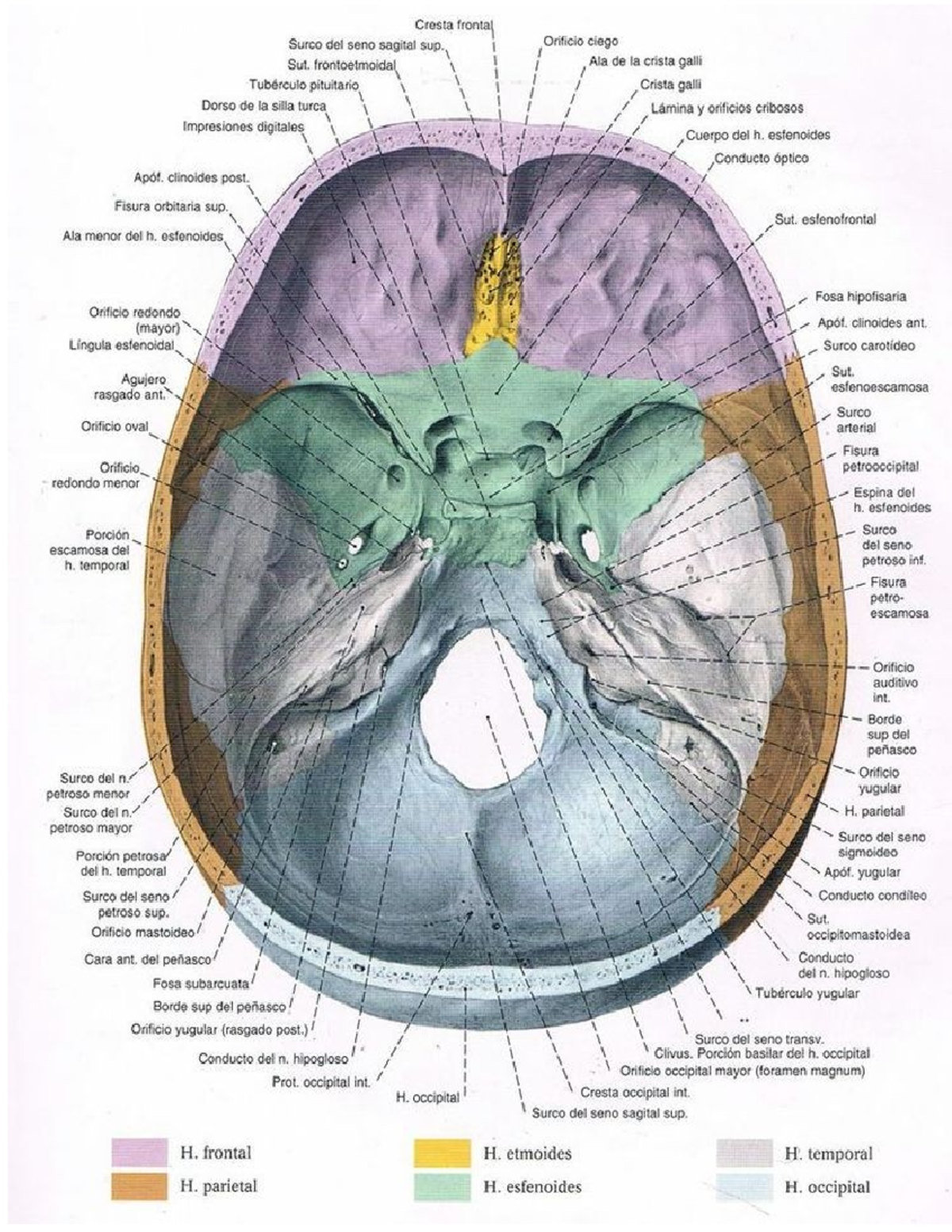 Foramenes y Estructuras Endocraneales - Anatomía 101 - Studocu