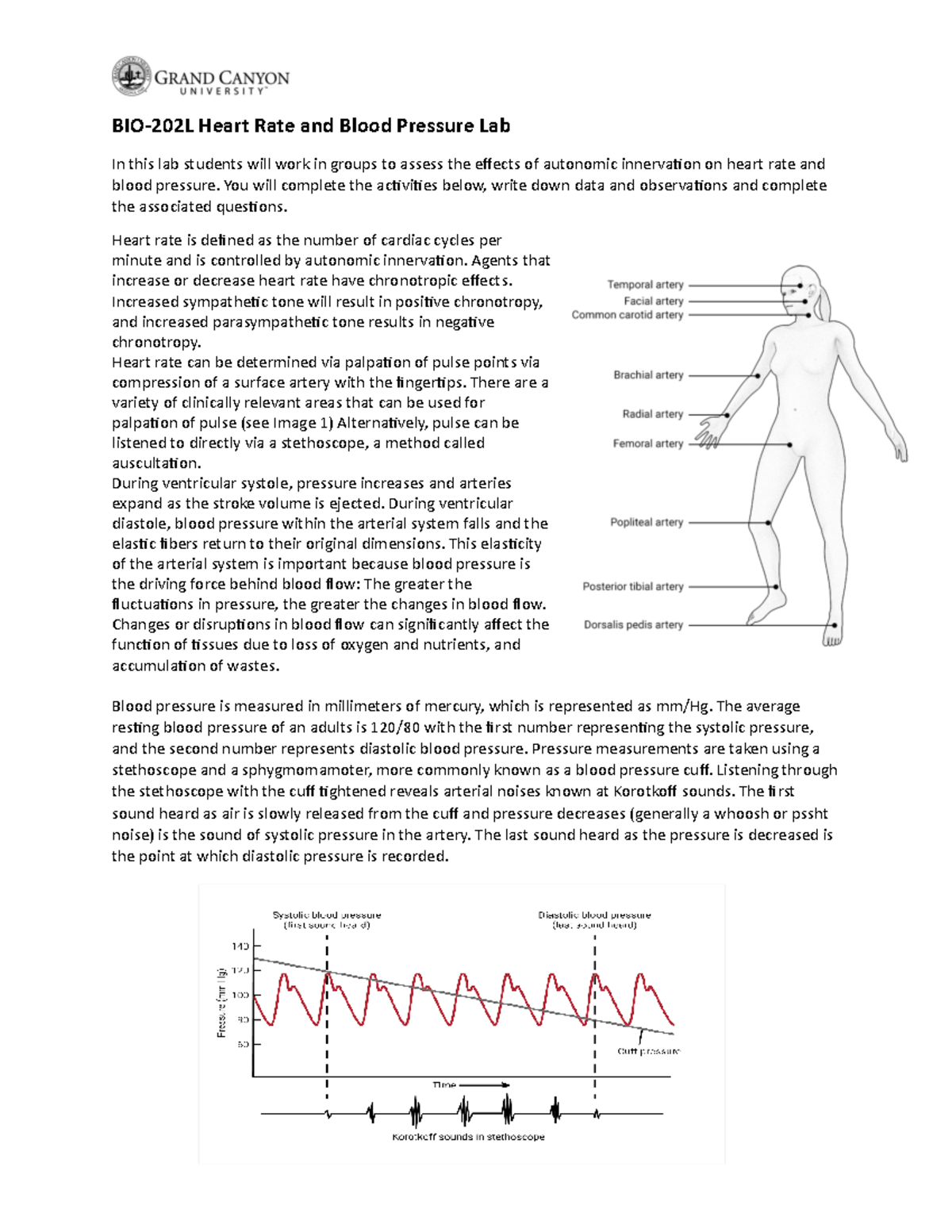 BIO-202L Activity 2 Heart Rate And Blood Pressure Lab - BIO-202L Heart ...