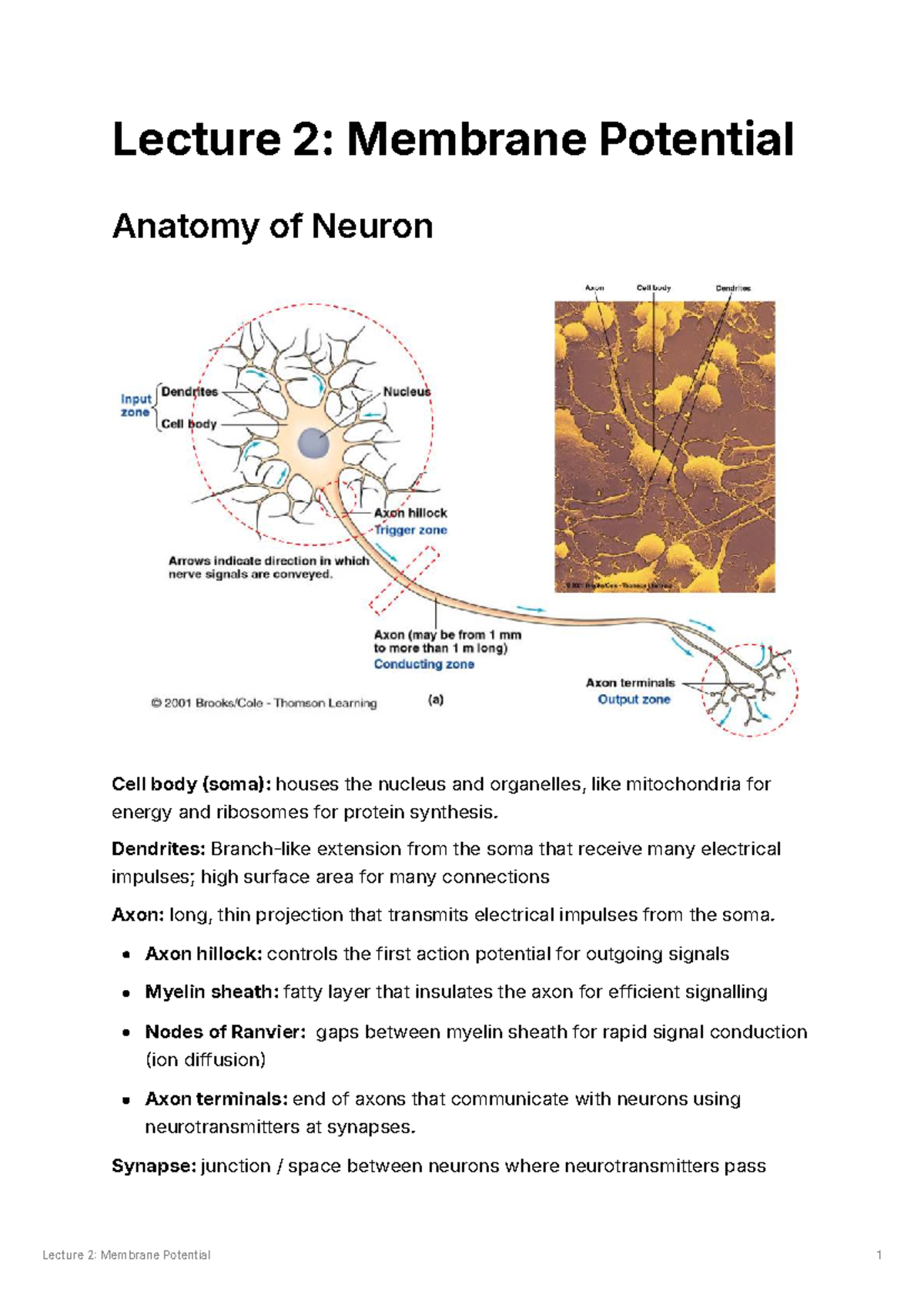 Lecture 2: Membrane Potential and Neuron Anatomy Overview - Studocu