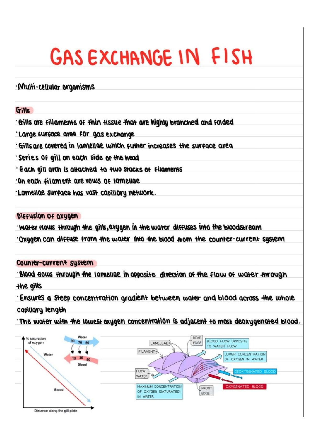 GAS EXCHANGE IN FISH: Gills Structure & Function Explained - Studocu