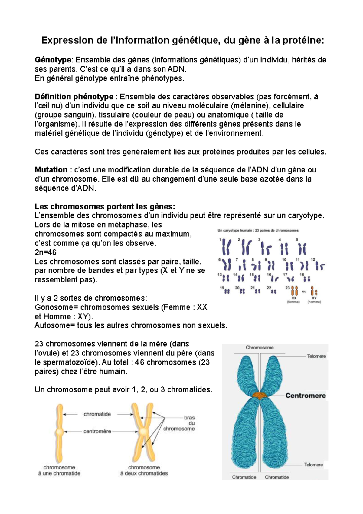 ADN: Cancer 2 - Fiche de révision sur la génétique et les mutations ...