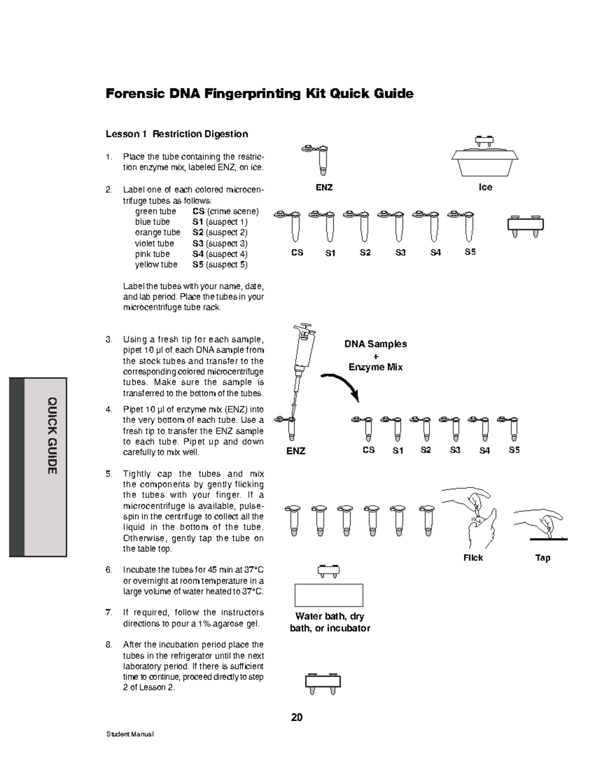 Forensic DNA Fingerprinting Lab Procedure: Lesson 1 & 2 Guide - Studocu