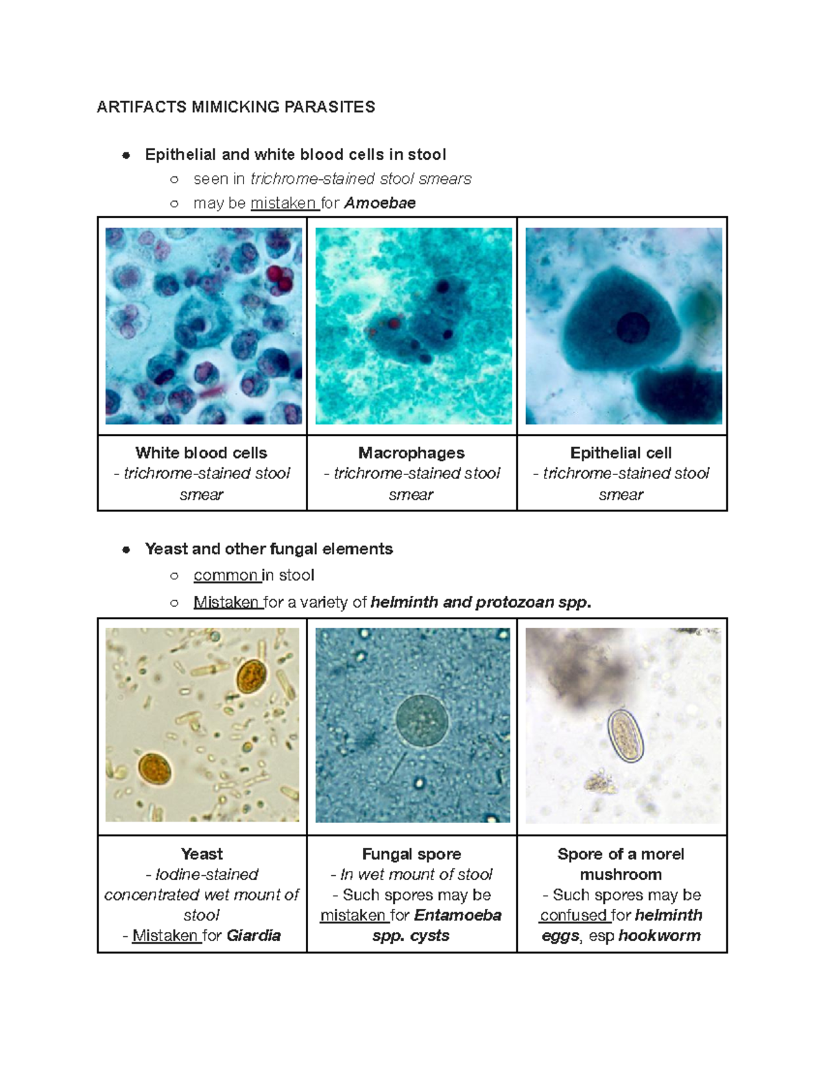 Parasitology PARA 301 Microscopic Artifacts Analysis And 