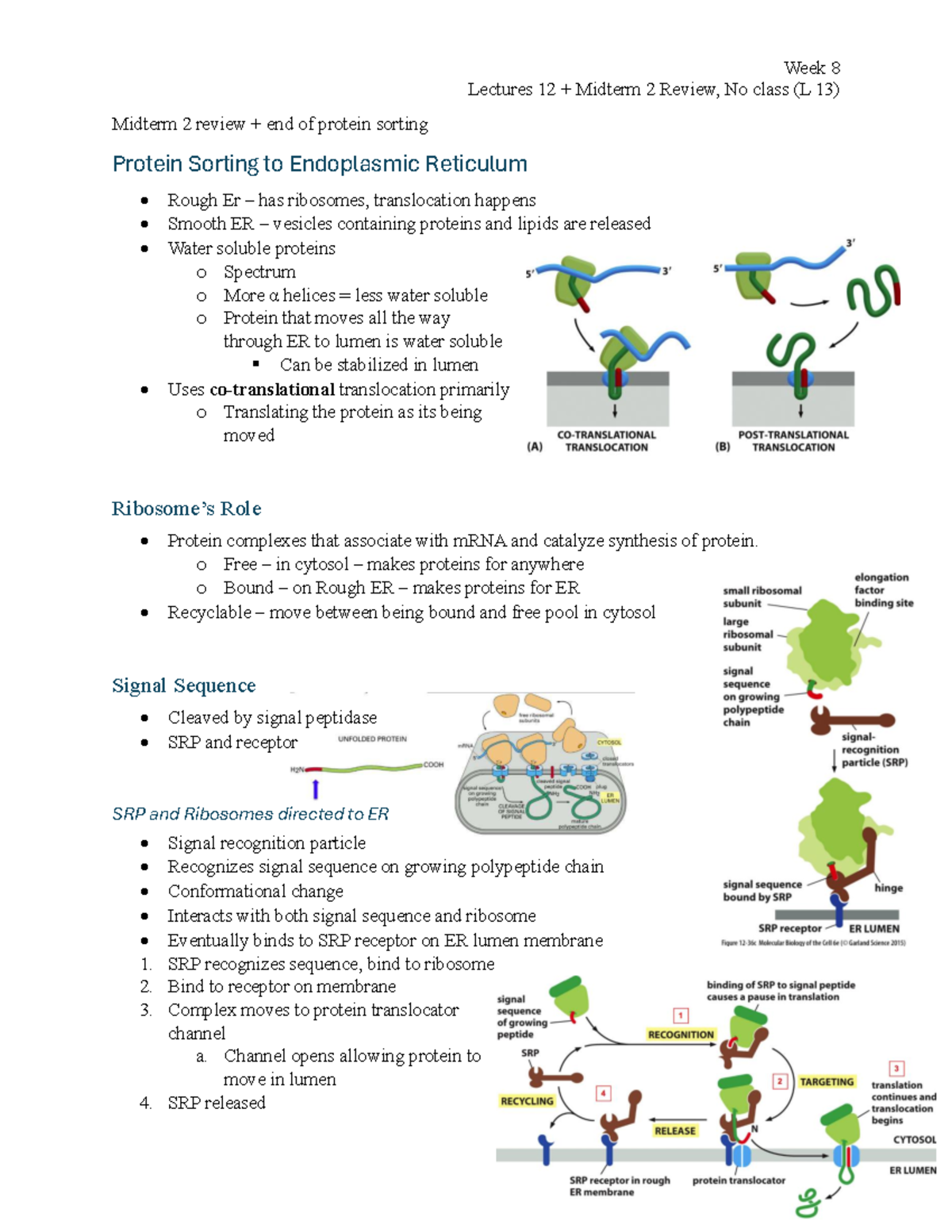 Week 8 L12 Midterm 2 Review: Protein Sorting & Translocation - Studocu