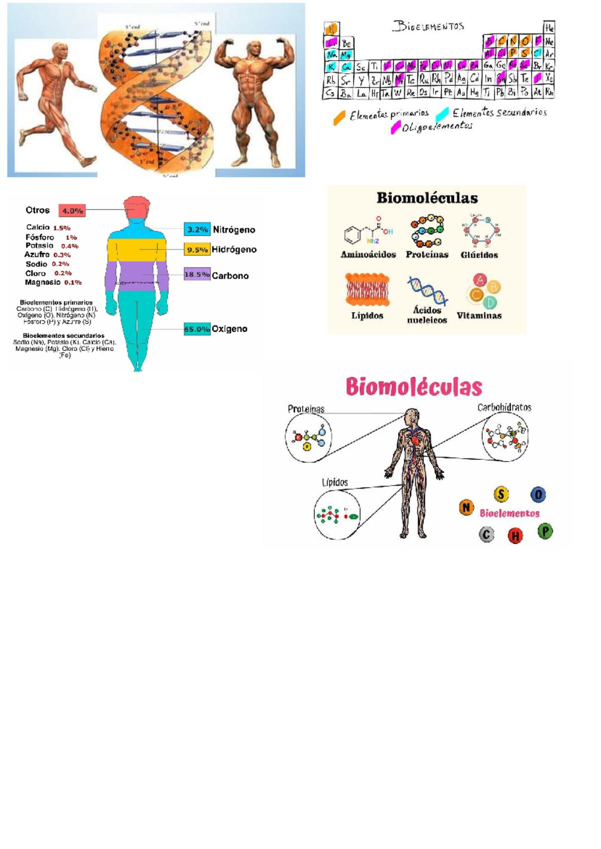 Bioelementos y Biomoléculas: Estudio Completo de Elementos Clave - Studocu