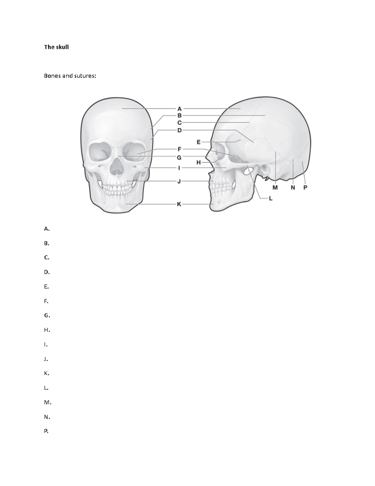Anatomy Lecture WS: Skull, Spine, and Shoulder Complex Diagrams - Studocu
