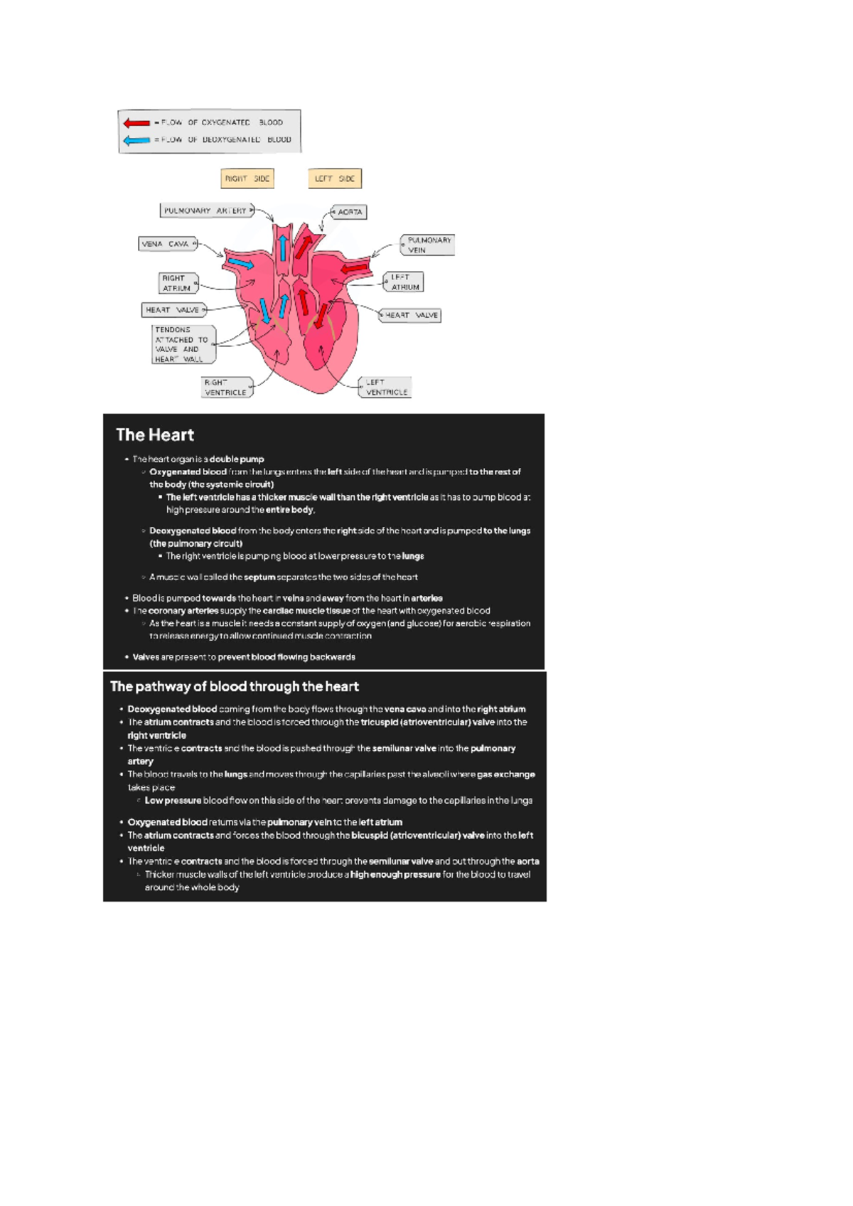 Biology 101: Heart & Circulatory System Flashcards - Studocu