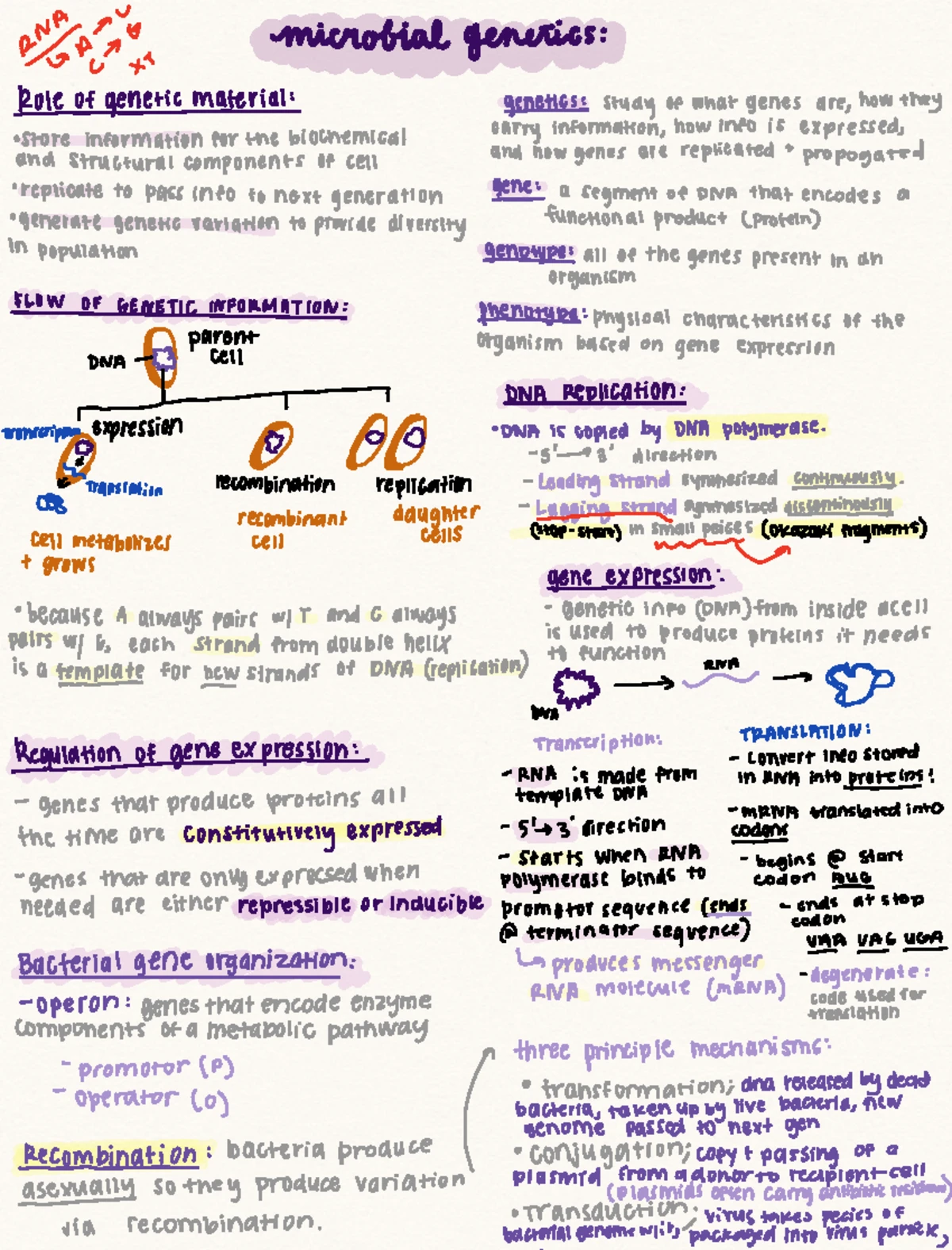 Microbial Genetics: Genetic Information Flow and Regulation Overview ...