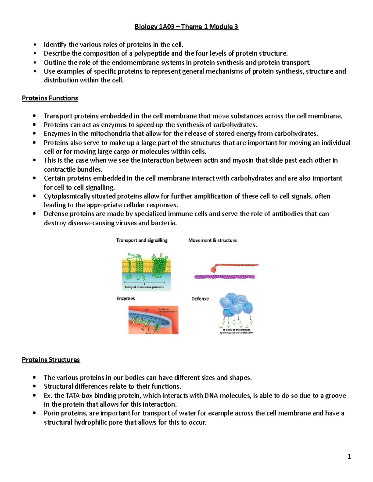 Biology 1A03 – Theme 1 Module 3: Functions and Structures of Proteins ...