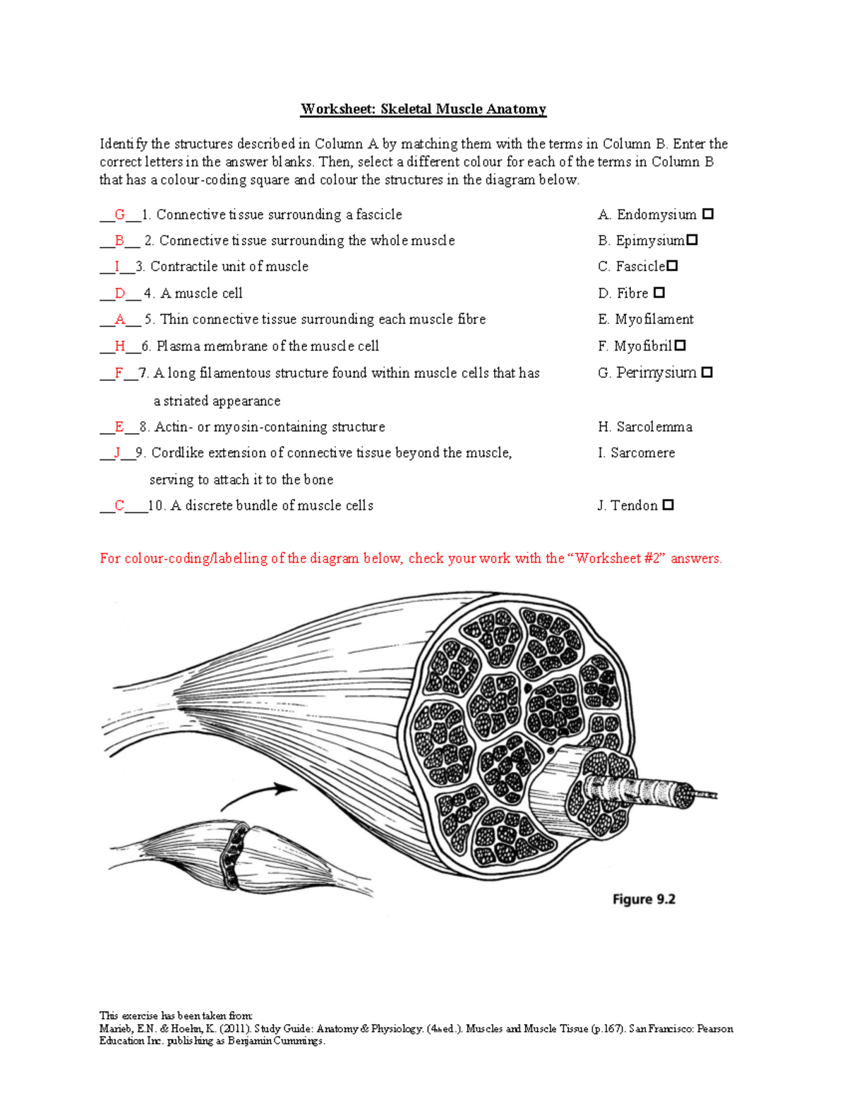 Skeletal Muscle Anatomy Worksheet - A&P 4th Ed. Study Guide - This ...