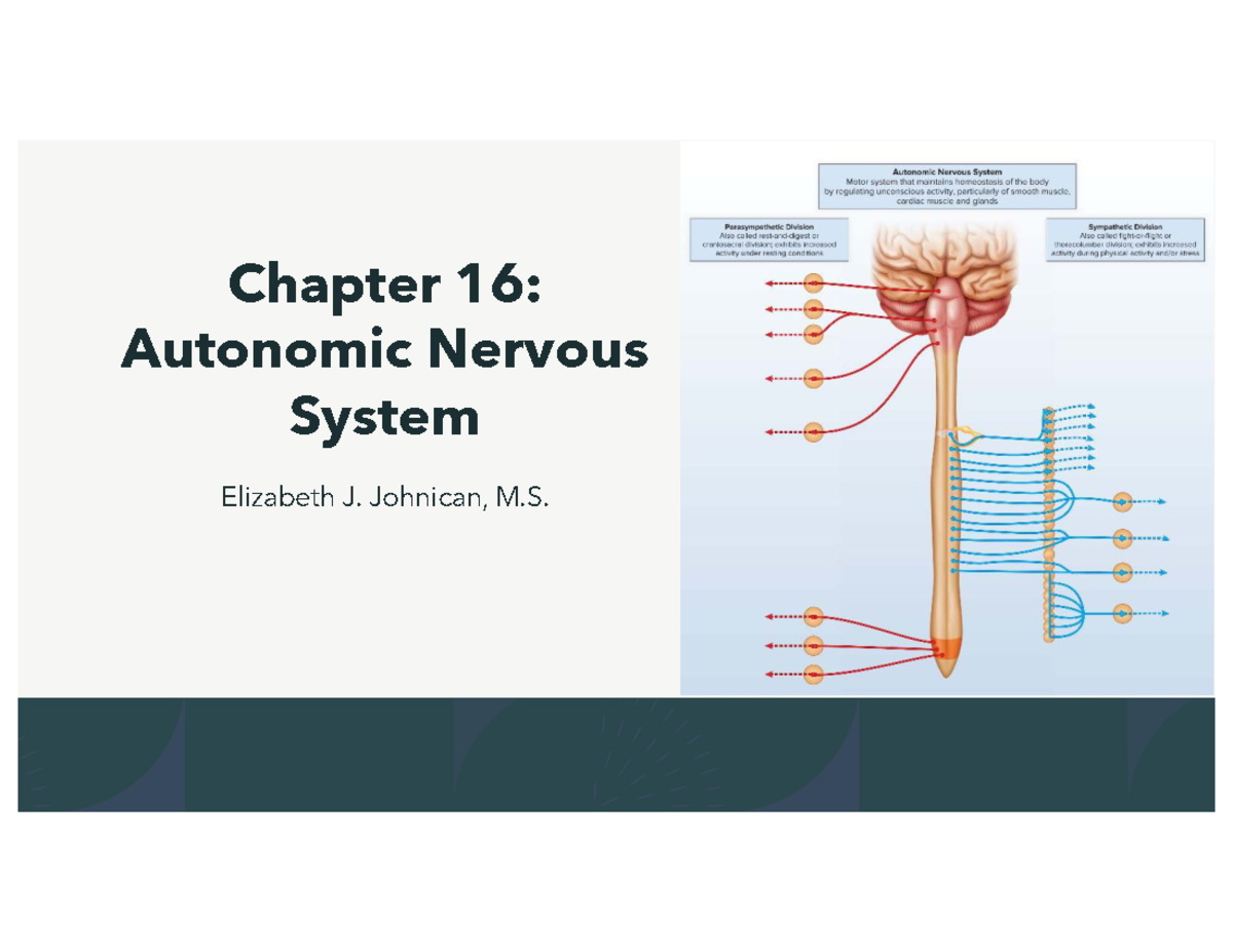 Chapter 16: Autonomic Nervous System Overview - Studocu