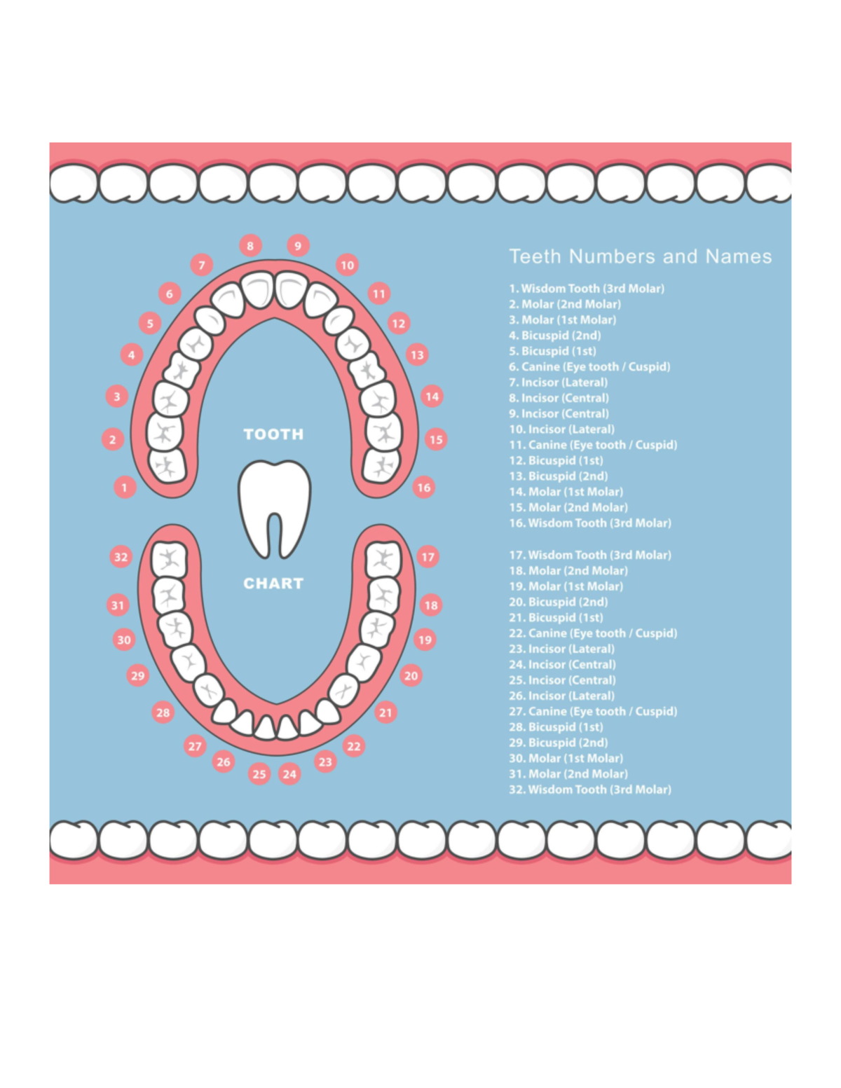 Final Exam Study Guide for PSY 101: Teeth Numbers and Names - Studocu