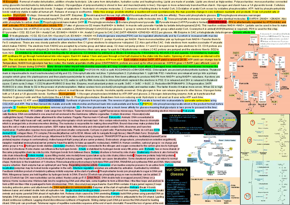 Biosci 101 Final Exam Cheat Sheet: Energetics, Glycolysis, and ...