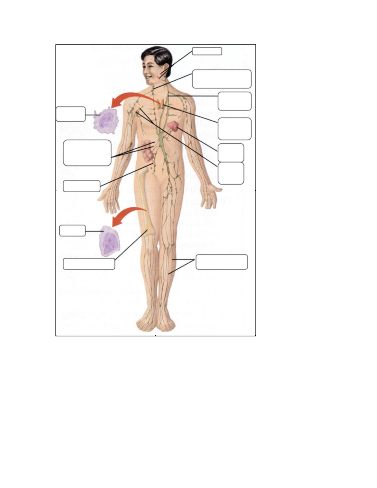 Anatomy Diagrams (ANAT 101) - Comprehensive Overview of Body Systems ...