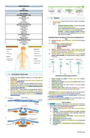 Histology Study Notes - Human Cell Structure & Connective Tissue - Studocu