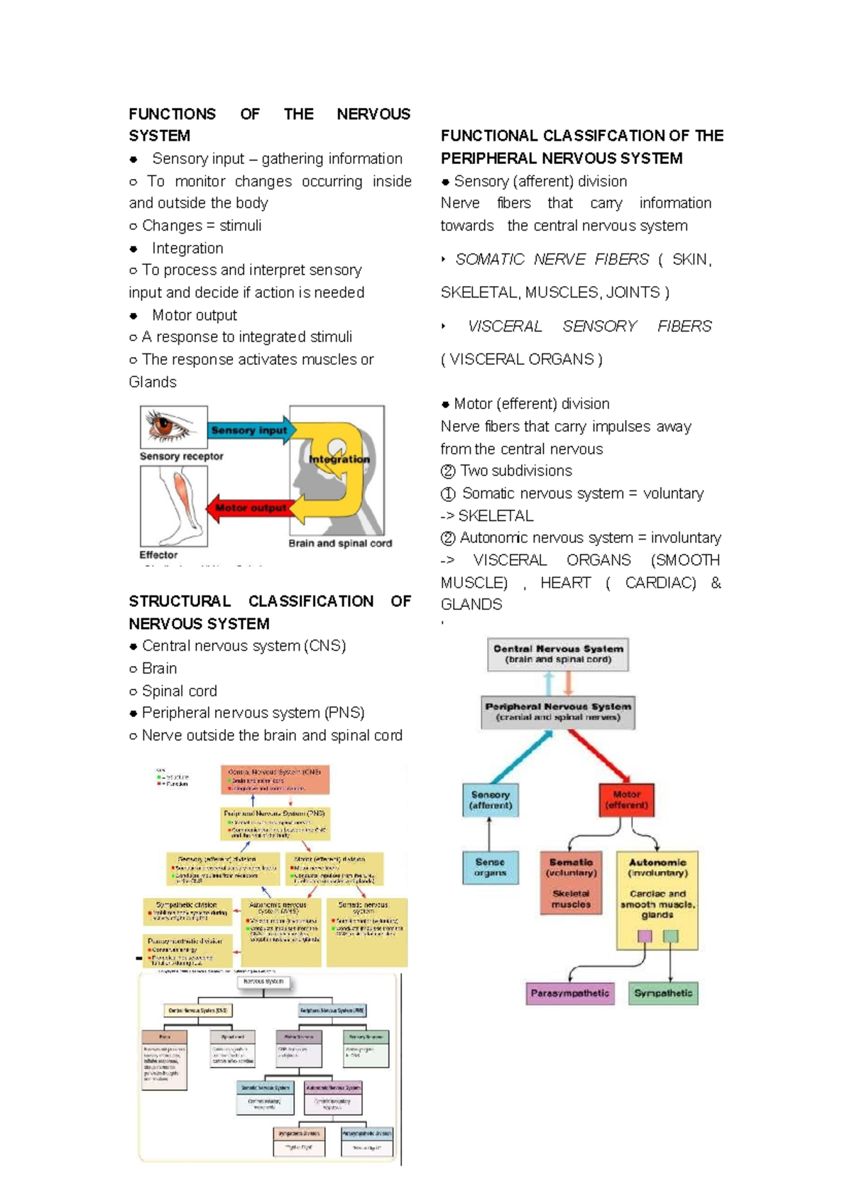 Nervous System Overview - Lecture Notes for BIOL 101 - Studocu