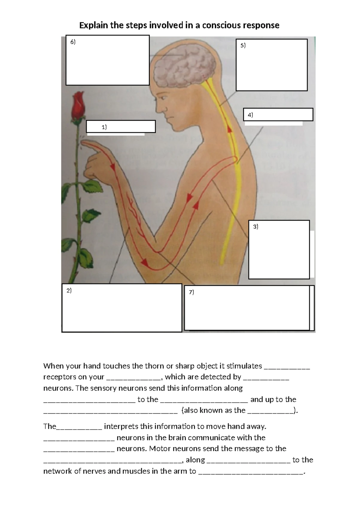 Regulation of Sleep: 6C Class Notes on Biological Rhythms - Studocu