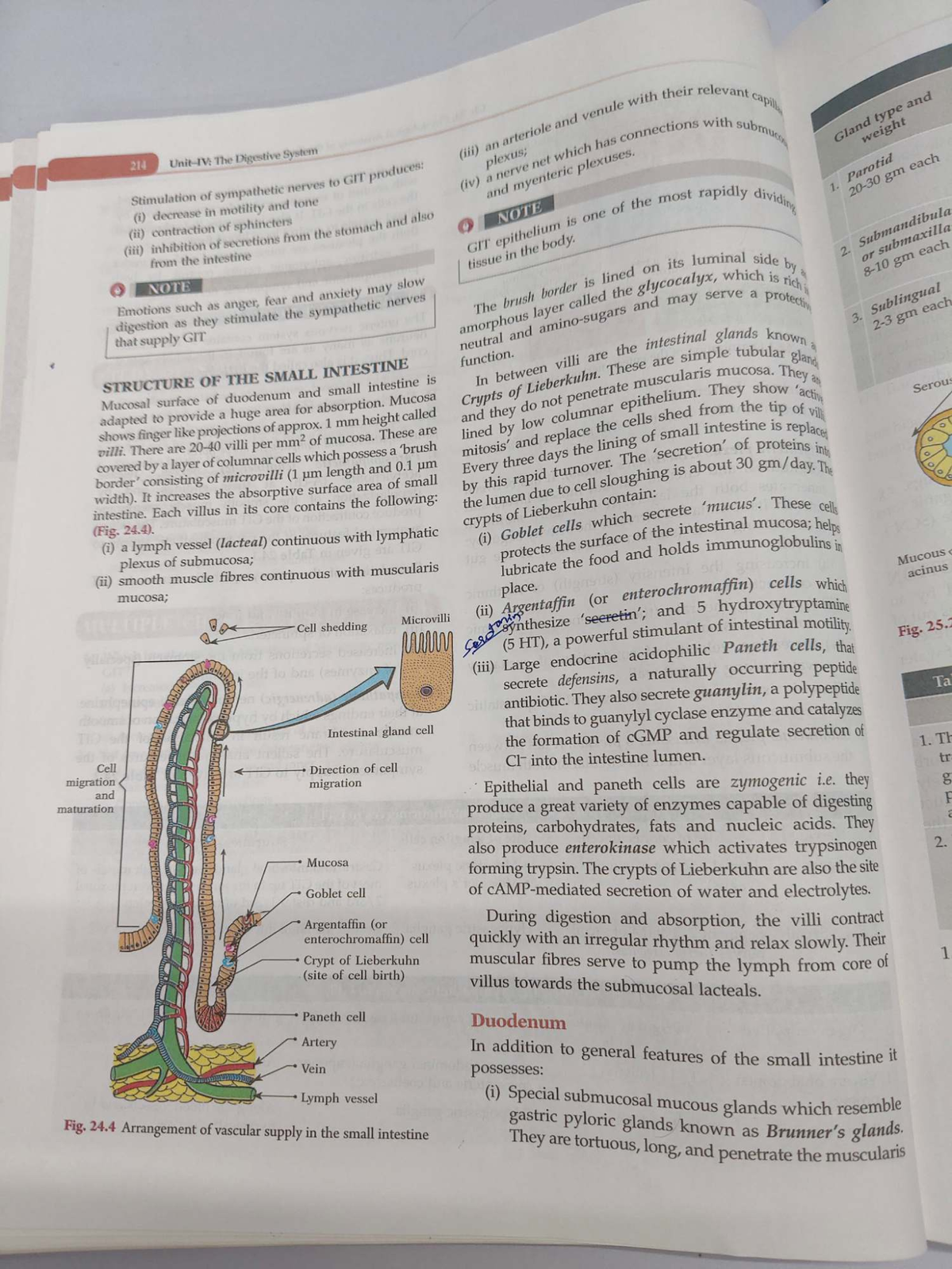 Physiology Notes: 214 The Digestive System Overview and Functions - Studocu
