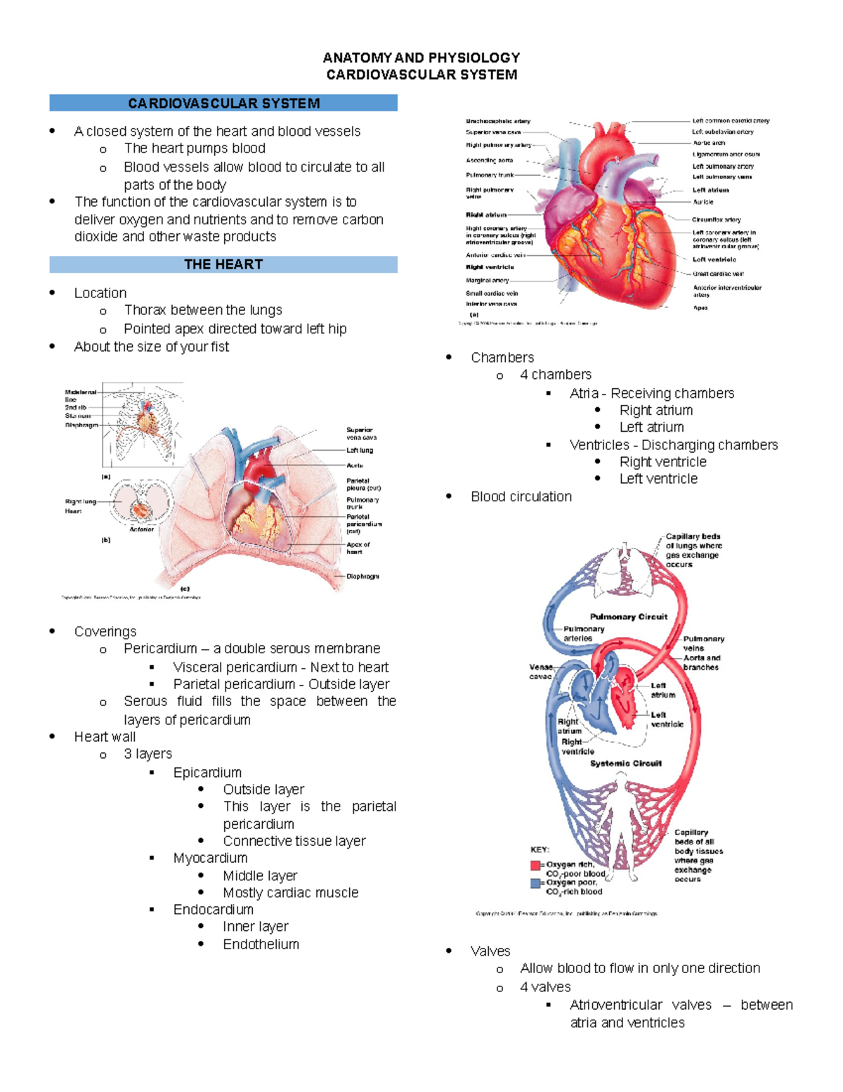 Cardiovascular System Overview: Anatomy & Physiology Insights - Studocu