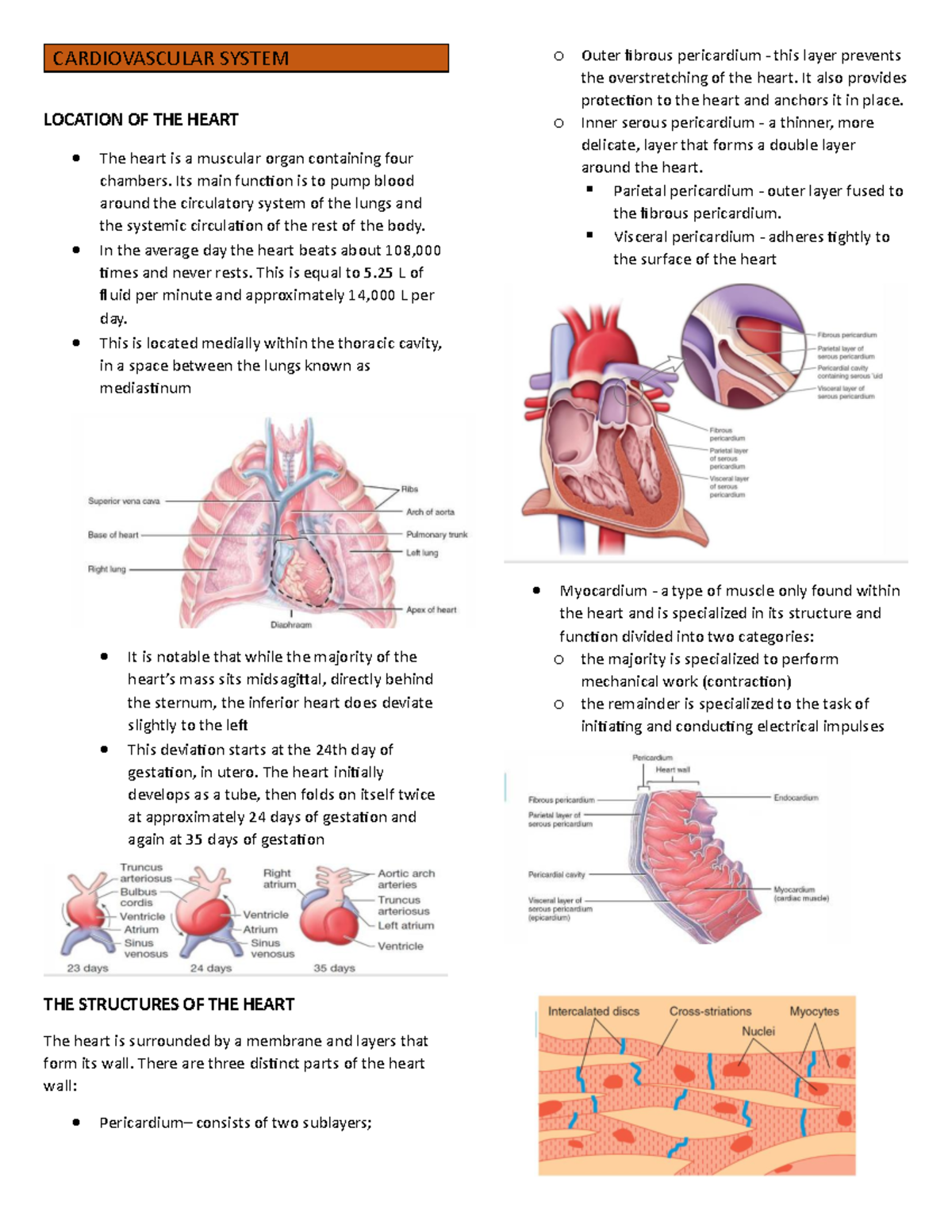 Cardiovascular System Overview: Structure, Function, and Blood Flow ...