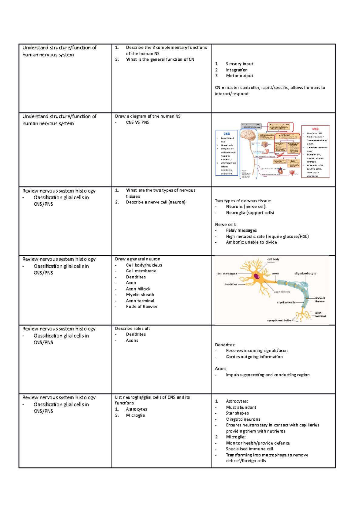 1016MSC Final Exam Revision: Human Nervous System Overview - Studocu