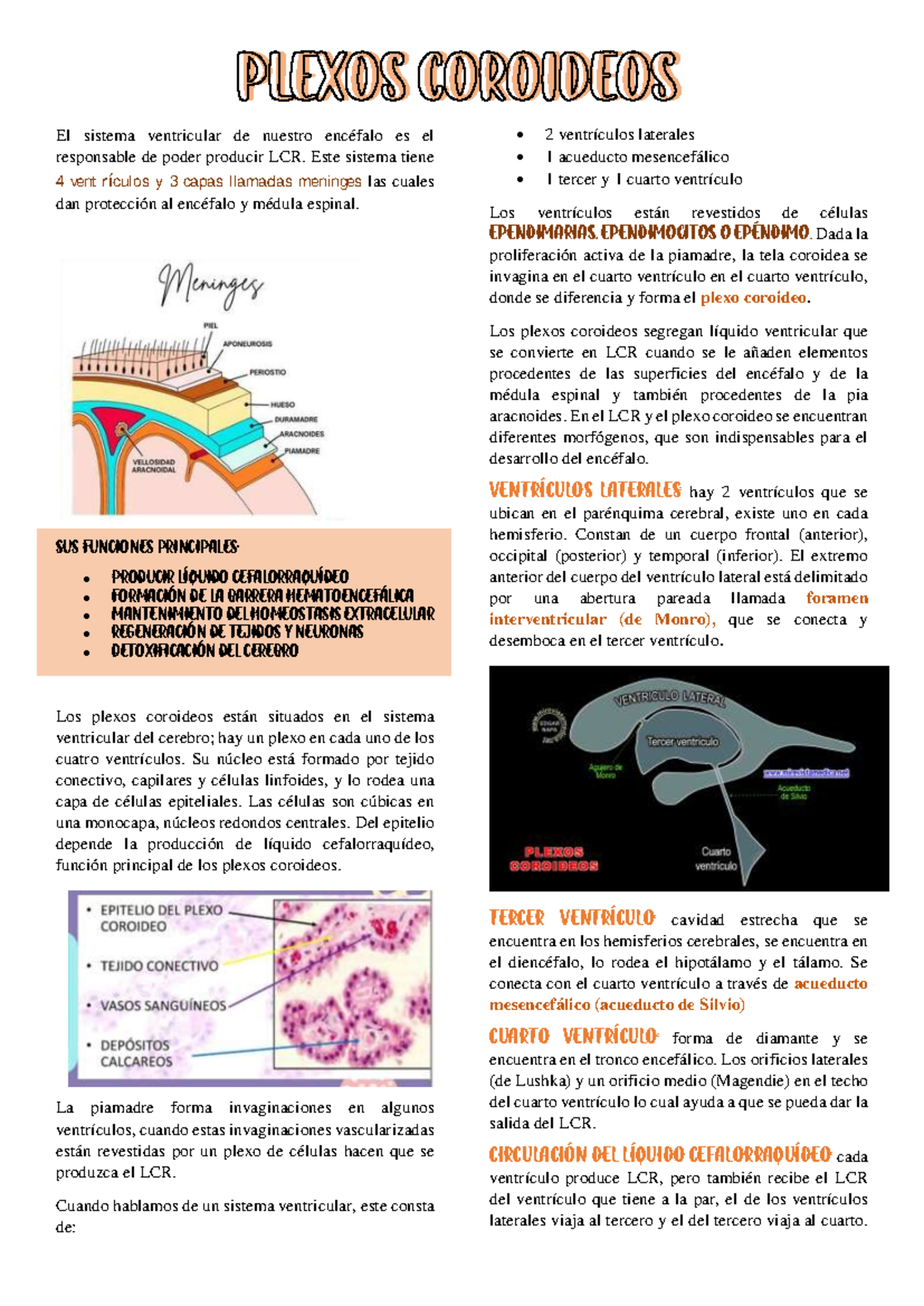Plexos Coroideos: Funciones y Estructura del Sistema Ventricular - Studocu