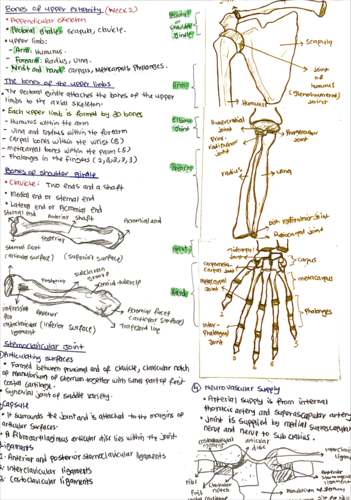 Upper Limb Surface Anatomy - Bones of upper extremity (Week2) Pectoral ...