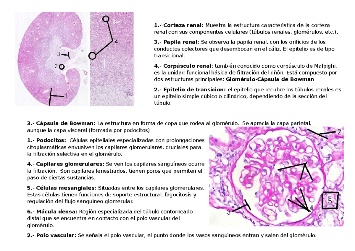 Histología de la Corteza y Papila Renal: Estructuras y Funciones - Studocu