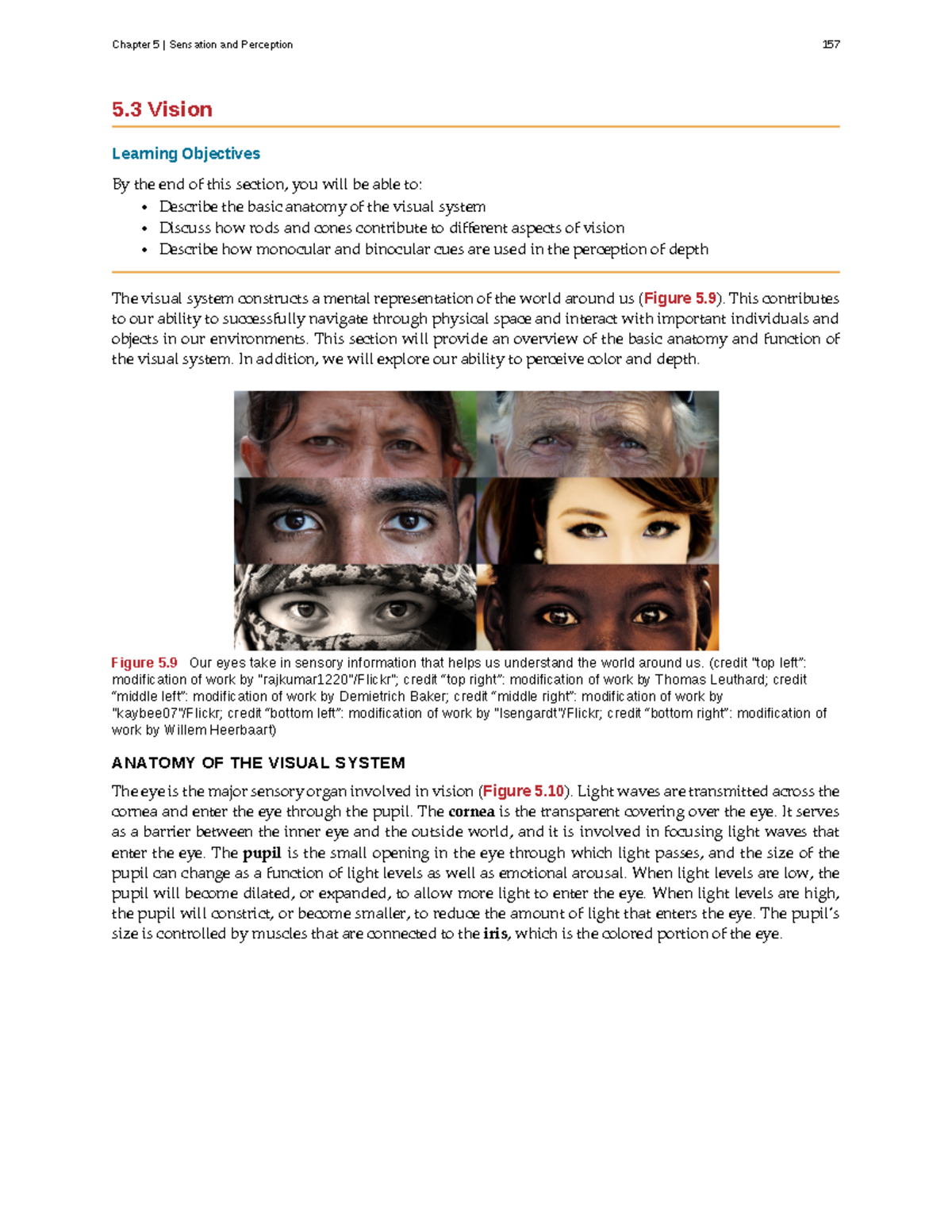Psychology 101 - Vision System Anatomy and Perception Insights - Studocu