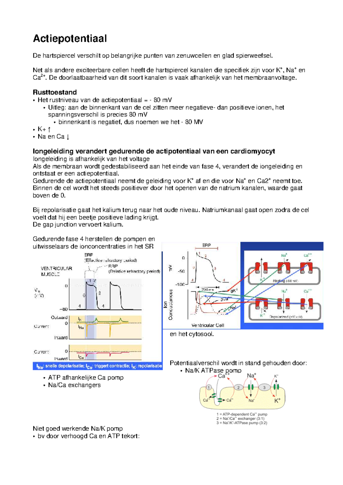 Samenvatting Actiepotentiaal van Hartspiercellen: Van Rust tot ...