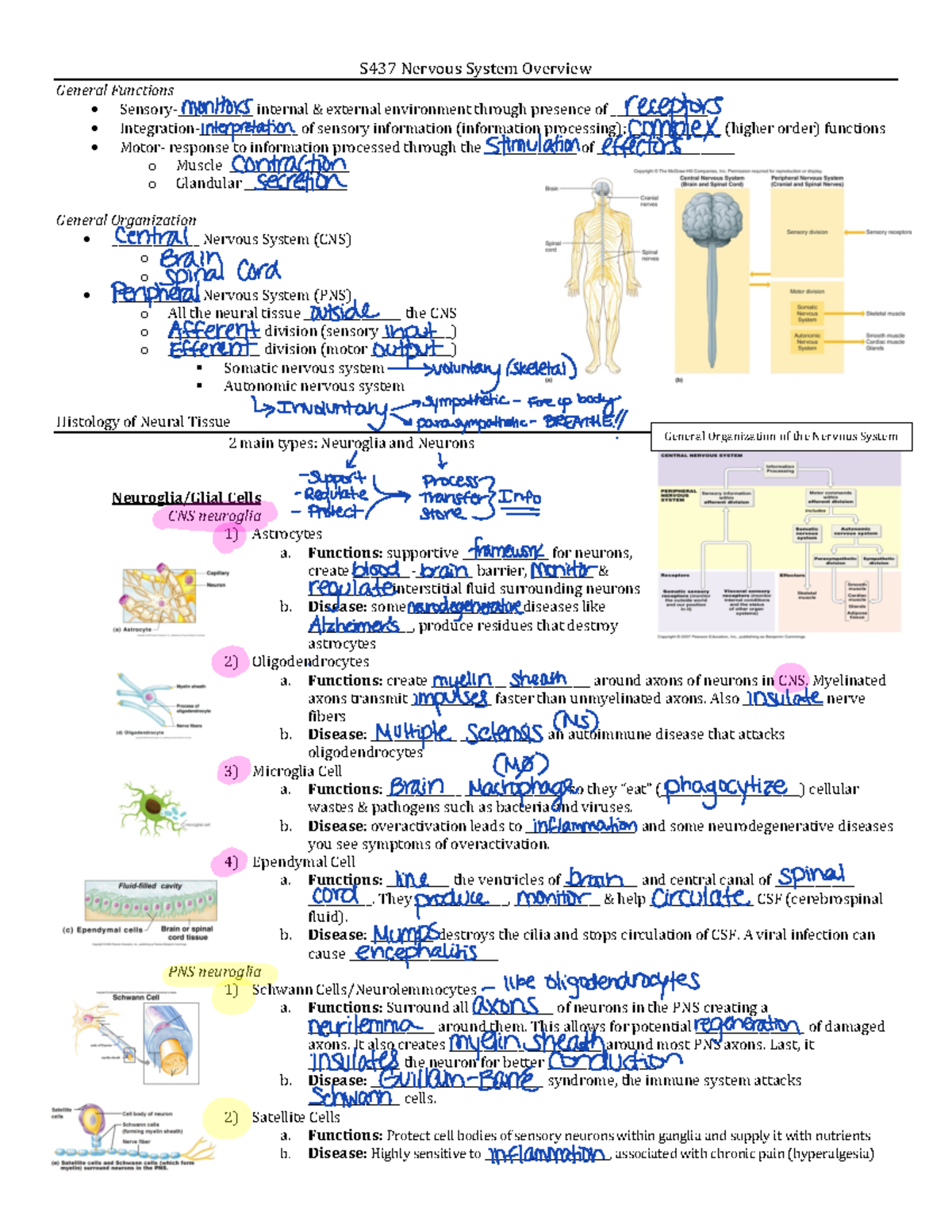 S437 Nervous System: Final Exam Study Guide on Key Concepts and Themes ...